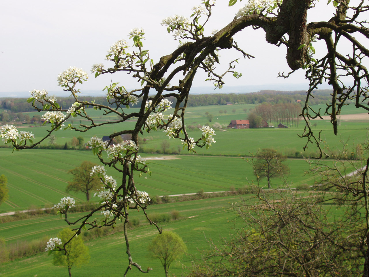 alter Pflaumenbaum auf dem Burgberg