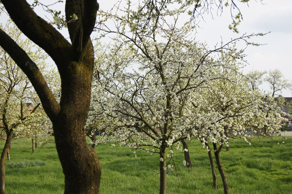 Pflaumenblüte